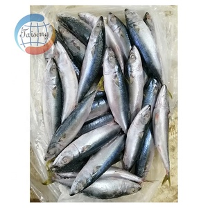 Sgombro del Pacifico Congelato BQF, Pesce Fresco Congelato, Sgombro <span class=keywords><strong>Blu</strong></span> per Commercio all'Ingrosso Globale di Prodotti Ittici - Product Image 2