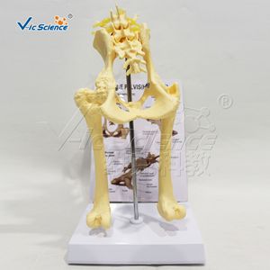 Modèle d'anatomie pelvienne de chien simulé ; outil de démonstration pédagogique vétérinaire pour la structure squelettique pelvienne canine. - Product Image 1