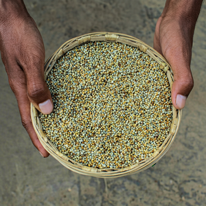 indian bajra commodity <b>grain</b> - Product Image 1