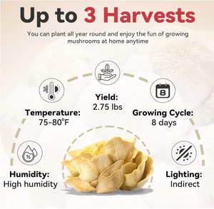 Organic Golden Oyster <strong>Mushroom</strong> <strong>Grow</strong> <strong>Kit</strong> Includes Spray for Home Harvest Fresh <strong>Mushrooms</strong> Grown in Premium Bags - Product Image 4