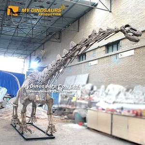 ซากดึกดำบรรพ์ไดโนเสาร์ DS1224 Mydino โครงกระดูกอะลาโมซอรัสสำหรับขาย - Product Image 5