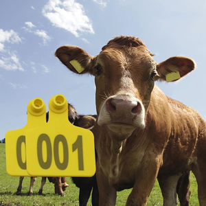 Étiquette d'oreille pour bovins en plastique personnalisée avec code laser UHF RFID, nouvelle puce de suivi animal Glomax avec garantie de 6 mois - Product Image 4