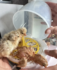 4 шт., автоматический инкубатор для яиц - Product Image 3