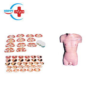 HC-S275 mô hình y tế giảng dạy tài nguyên Mô hình giải phẫu nam thân mặt cắt ngang mô hình - Product Image 2