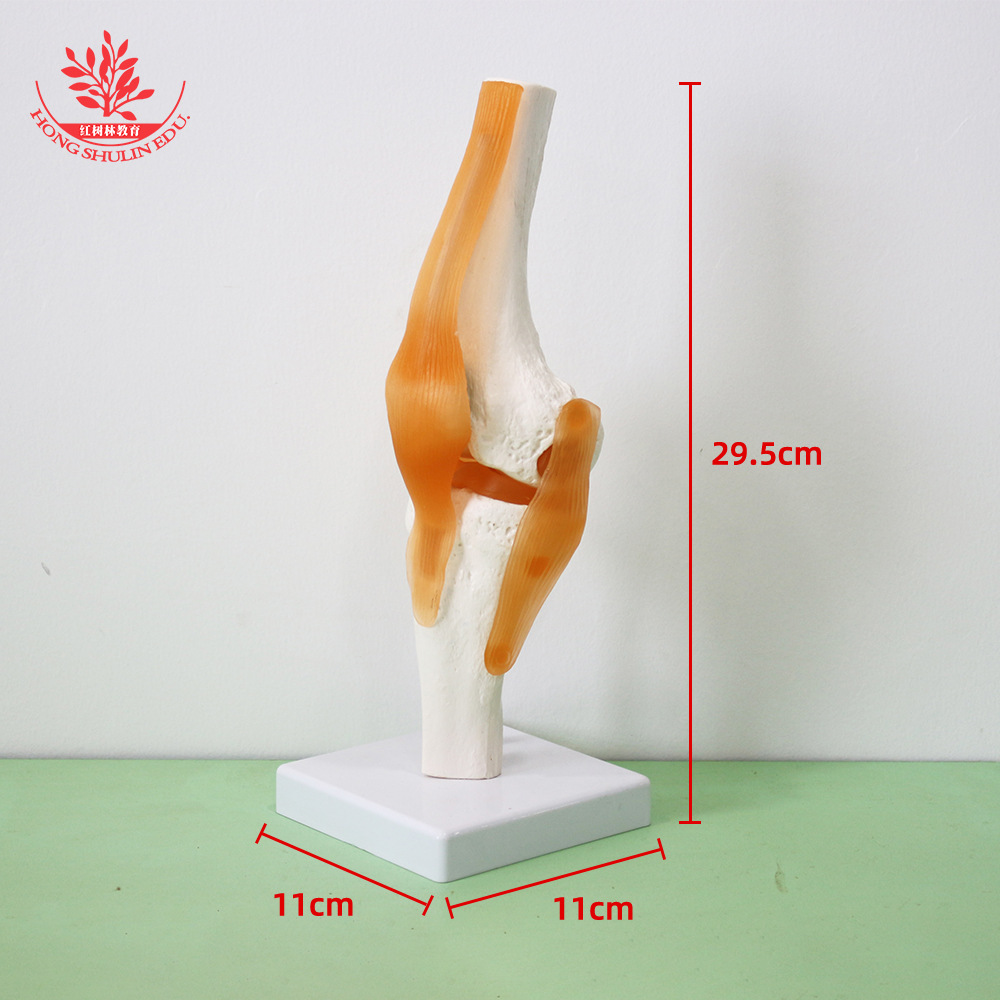 knee joint
