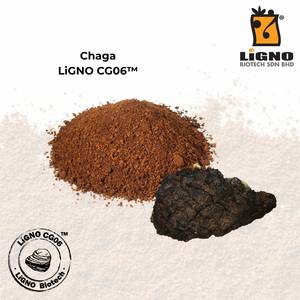 ผงชากา LiGNO CG06 จากมาเลเซีย ยอดขายอันดับหนึ่ง ได้รับการรับรองฮาลาลและโคเชอร์ ช่วยชะลอวัย ผลิตแบบ OEM ODM สำหรับเครื่องสำอาง - Product Image 2