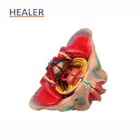 Modèle anatomique pelvien génital féminin pour les sciences médicales matériau en PVC avec les écoles de médecine du nerf vasculaire musculaire du plancher pelvien