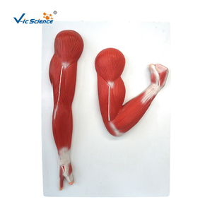 Modèle d'enseignement médical des muscles du bras, modèle d'anatomie <span class=keywords><strong>musculaire</strong></span> humaine, modèle d'anatomie du corps humain - Product Image 2