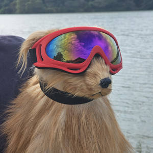 Lunettes de protection UV pour chien avec sangle réglable pour les petites et grandes races - Product Image 4