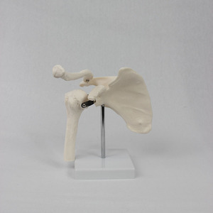 Modèle d'articulation de l'épaule personnalisé ; appareil de formation médicale sur le corps humain ; équipement pédagogique médical - Product Image 3