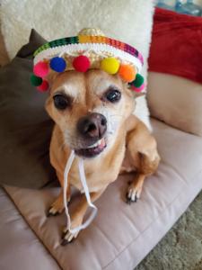 Sombrero <span class=keywords><strong>de</strong></span> Paja para Mascotas Pafu Carnival, con Bolas Coloridas y Diseño <span class=keywords><strong>de</strong></span> Cordón Ajustable, Ideal para Halloween, Cumpleaños, Playa y Fotos - Product Image 6