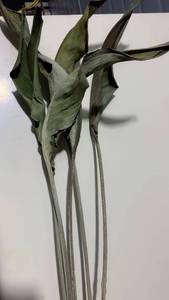 5 pièces en gros oiseau paradis fleur <span class=keywords><strong>fleurs</strong></span> sèches naturel séché <span class=keywords><strong>Strelitzia</strong></span> feuille décor à la maison bricolage Arrangement fête des mères mariage - Product Image 4