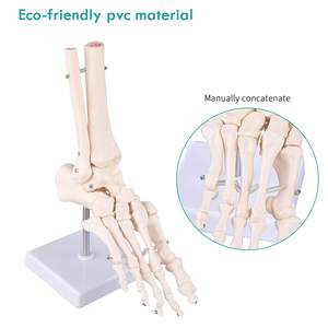 चिकित्सा मानव पैर टखने संयुक्त मॉडल Ligament पैर के साथ कंकाल मॉडल संरचनात्मक मॉडल जीवन आकार - Product Image 4