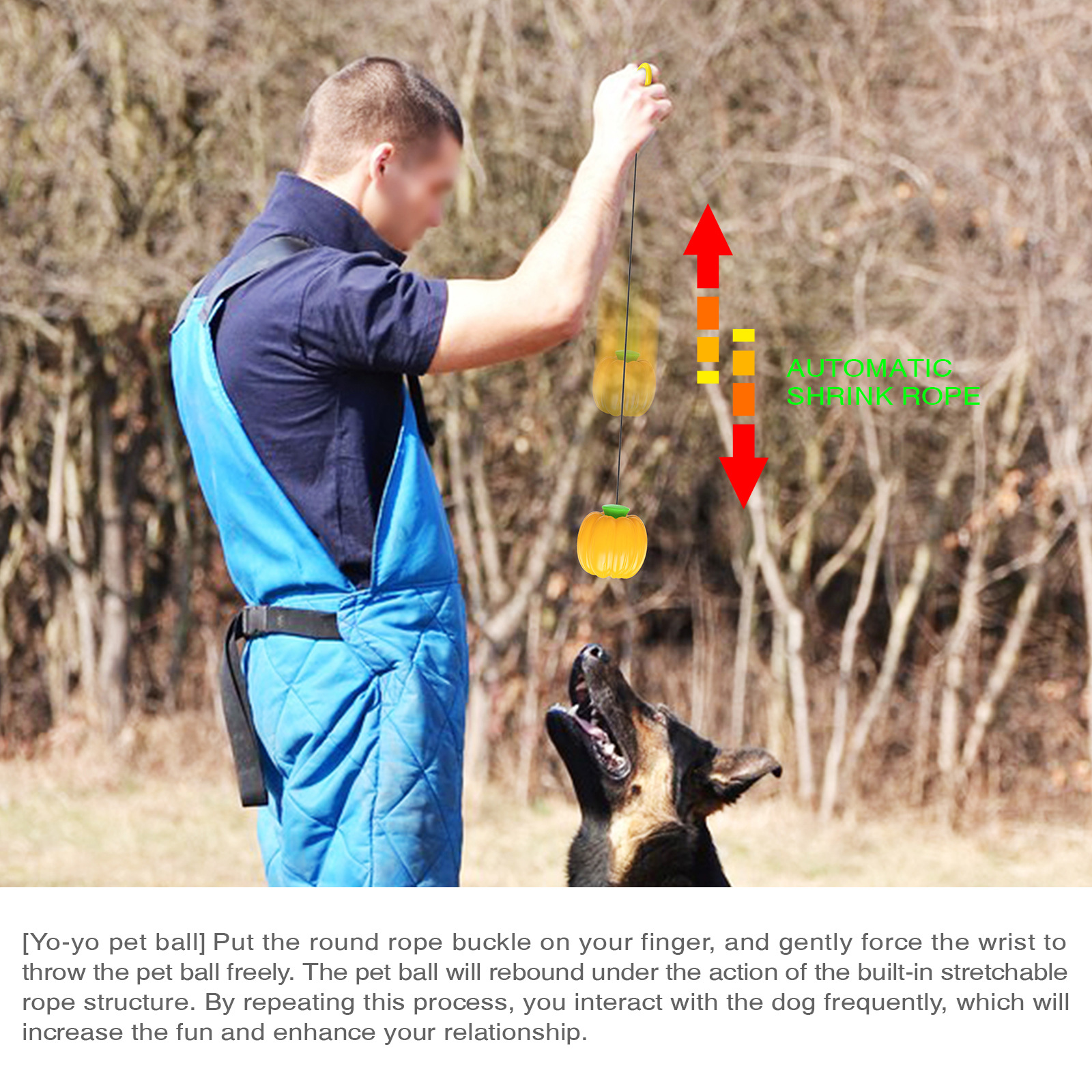 Dog Playing with Toy