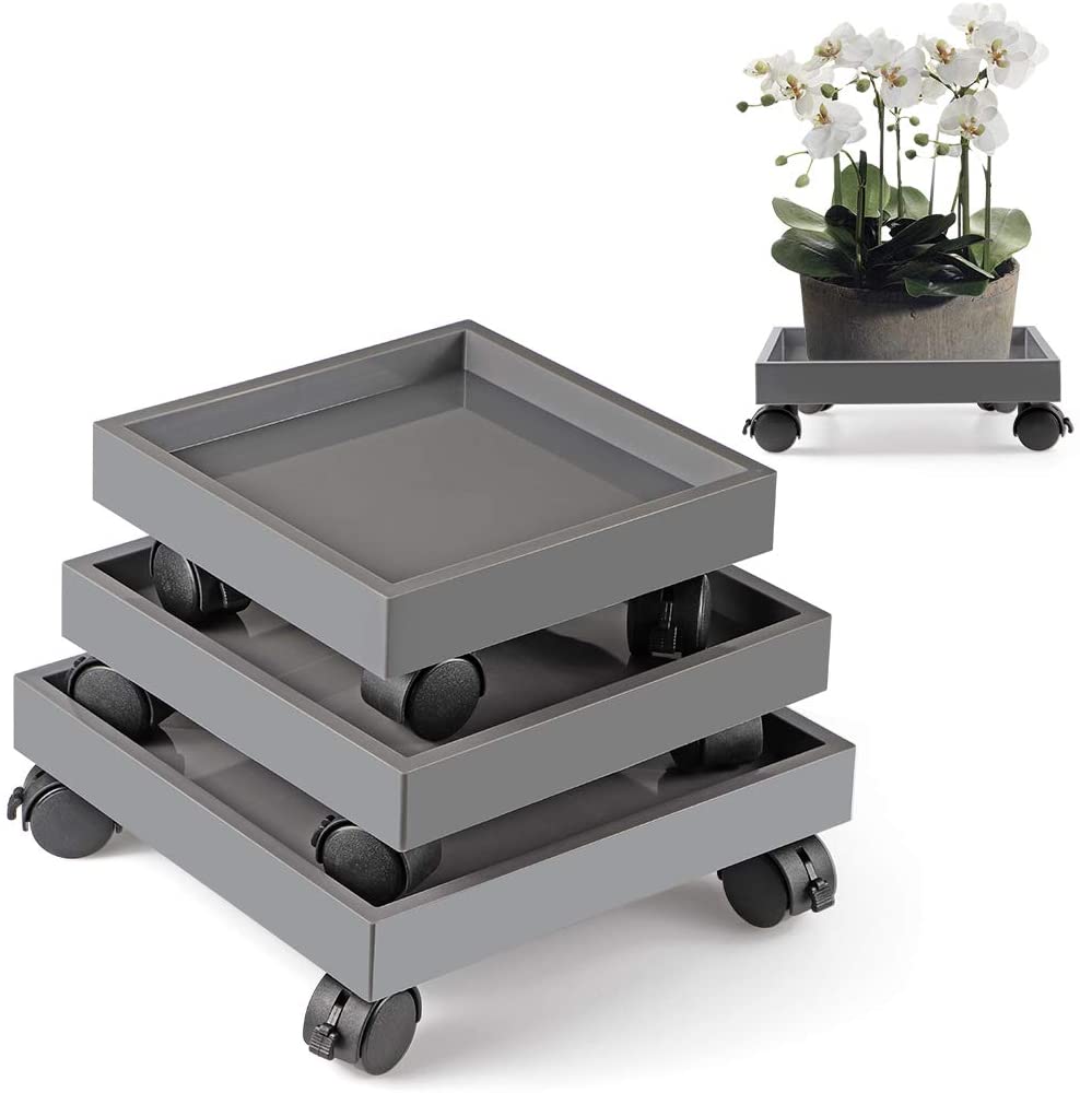Gris