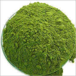 Hojas de Acalypha cultivadas, hojas de Acalypha indias salvajes, Extracto de planta en polvo, suplemento alimenticio - Product Image 2