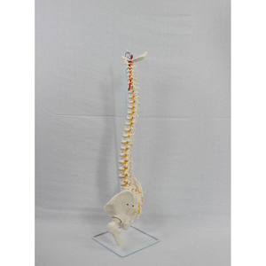 Modèle naturel de la clavicule occipitale et du nouveau modèle de fémur de la ceinture pelvienne des vertèbres plus grandes ; modèle de colonne vertébrale humaine. - Product Image 3