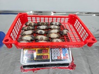 Produit de poisson frais de crabe à carapace molle rond entier congelé