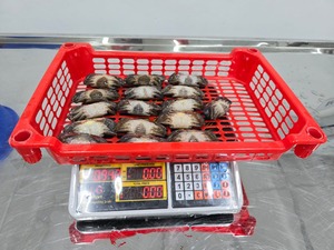 المجمدة كلها جولة قذيفة لينة السلطعوم الأسماك الطازجة المنتج - Product Image 6