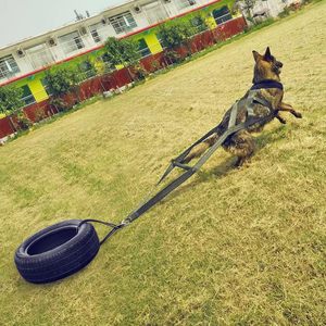 Arnés de Entrenamiento Multifuncional No Retráctil para Perros (Correa de Pecho) para Arrastre de Trineo y Desarrollo de Potencia Muscular Explosiva Modelo XD146 - Product Image 3