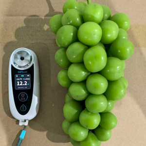 Uvas Shine Muscat de Primera Calidad, Frescas, Verdes, Sin Semillas, <span class=keywords><strong>Precio</strong></span> al por Mayor, del Proveedor Líder en China, Exportación a Todo el Mundo - Product Image 2