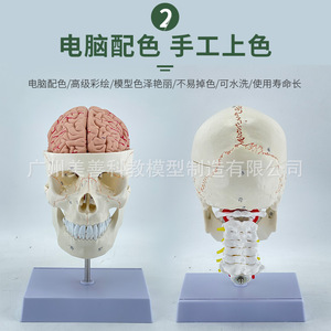 Modelo de cráneo humano 1:1 con suturas, cráneo con columna cervical y modelo de cerebro, esqueleto de cráneo con modelo de cerebro. - Product Image 2