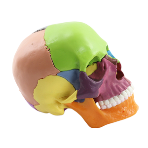 Zhizao 2026 Modelo <span class=keywords><strong>de</strong></span> Cráneo Humano Médico Desmontable en 15 Partes 1:2, Color Primario, Venta Directa <span class=keywords><strong>de</strong></span> Fábrica - Product Image 5