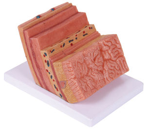 Histologie und Embryologie anatomisches Modell - Product Image 2