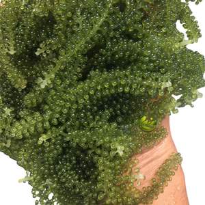 Uvas de Mar Deshidratadas Frescas, Paquete de 100g, Variedad NORI, Sazonadas, Ecológicas, Vietnam Khanh Hoa, Guardar en Lugar Fresco y Seco - Product Image 2