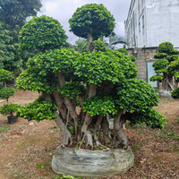 Vente en gros de bonsaïs de banian chinois de grande taille, personnalisables, de nombreux styles, arbres vivants pour jardins extérieurs, hôtels, plantes ornementales, arbres de ficus