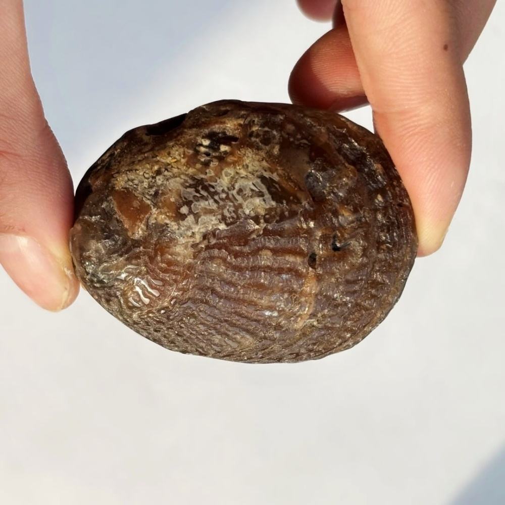 Fossil Jadeified Scallop Shells