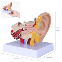 Modelo Anatómico de Oído de PVC para Enseñanza Médica, Modelo Humano Izquierdo, Modelo Anatómico de Membrana Timpanica, Conducto Auditivo