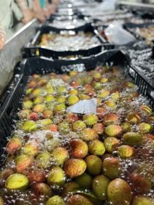 Lichi fresco de Vietnam con estándares de higiene controlados y calidad de exportación consistente - Product Image 6