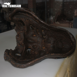 Bảo Tàng Khủng Long Triển Lãm Kích Thước Cuộc Sống T-REX Hóa Thạch Đầu Khủng Long - Product Image 5
