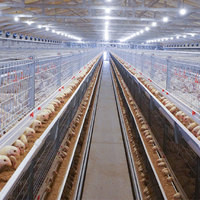 Système d'alimentation automatique de volaille de type H Cage de poulet de chair en acier pour l'élevage de volailles État neuf pour maison de couches