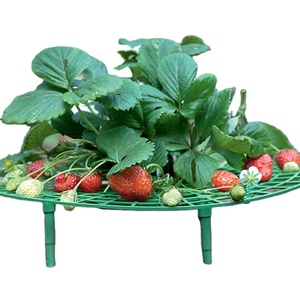 <span class=keywords><strong>Support</strong></span> pour fraises 1 pc, maintien des fruits rehaussé pour éviter les carottes mouillés, avec plateau - Product Image 1