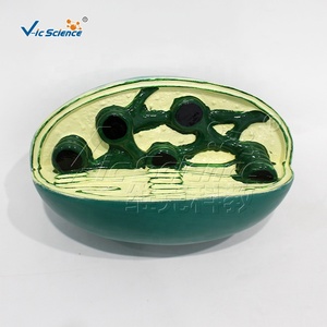 Modelo de estructura de orgánulos celulares, modelo de enseñanza de anatomía celular animal y vegetal, fuente de enseñanza para la educación en ciencias médicas - Product Image 2