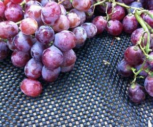 Vente en gros <span class=keywords><strong>de</strong></span> tapis sous-couche en <span class=keywords><strong>PVC</strong></span> tapis en maille tapis antidérapant puzzle multi-usages <span class=keywords><strong>clipsable</strong></span> coussin antidérapant pour l'exercice - Product Image 3