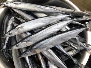 Saury del Pacífico congelado fresco certificado HACCP a granel IQF 20Kg/caja al por mayor para distribución de servicios de alimentos - Product Image 3