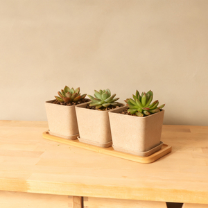 Ensemble de pots à herbes avec plateau en bambou, lot de 3 pots d'intérieur pour <span class=keywords><strong>basilic</strong></span>, menthe, origan, jardin d'herbes aromatiques pour fenêtre de cuisine - Product Image 2