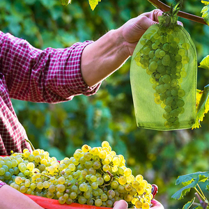 Agriculture Orchard <strong>mango</strong> Grape Vinetard Insect <strong>Net</strong> Bag/bag Anti Insect Mono Mesh Netting for Fruit Cover - Product Image 6