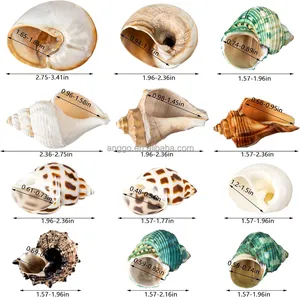 12PCS Natural Growth Turbo Small Medium Large Saltwater Supplies Beach Decor Hermit Crab Shell Conch Sea Shells Seashell