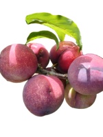 Hete Aanbiedingen Voedingsmiddelenkwaliteit Puur Natuurlijk Groothandel Zwarte Pruimen Vruchtensap Poeder Fruitextract Vitamine