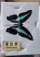Spécimen papillon, 100 pièces, soins d'animaux, vraies insectes secs
