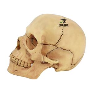 Modèle de crâne amovible de haute qualité, 15 pièces, vente directe des fabricants, produit phare - Product Image 4