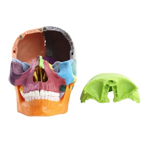 Zhizao 2026 Modelo <span class=keywords><strong>de</strong></span> Cráneo Humano Médico Desmontable en 15 Partes 1:2, Color Primario, Venta Directa <span class=keywords><strong>de</strong></span> Fábrica - Product Image 4