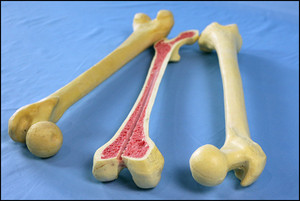 Modello di Osso in Schiuma di Simulazione <span class=keywords><strong>del</strong></span> Scheletro Umano - Product Image 2