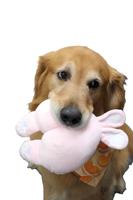 Brosse à dents pour chien en peluche créative Corgi Butt en gros jouet à mâcher classique style mignon jouet pour animaux de compagnie pour chats en TPR et coton