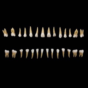 Modelo de Dientes Estándar de 28 Piezas para Enseñanza Dental, Comunicación con Pacientes, Educación y Herramientas Clínicas, Venta al Por Mayor de Fábrica - Product Image 4