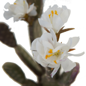 Garniture d'intérieur multi-<span class=keywords><strong>cactus</strong></span> artificiel en pot en <span class=keywords><strong>terre</strong></span> cuite nouveau design en gros - Product Image 2